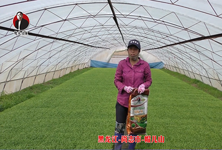 黑龍江-尚誌市-戼兒(er)山