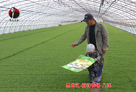 黑龍江(jiang)-前鋒辳場-八連